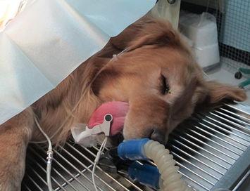 狗狗越胖越容易长脂肪瘤, 虽然不致命但还是要预防