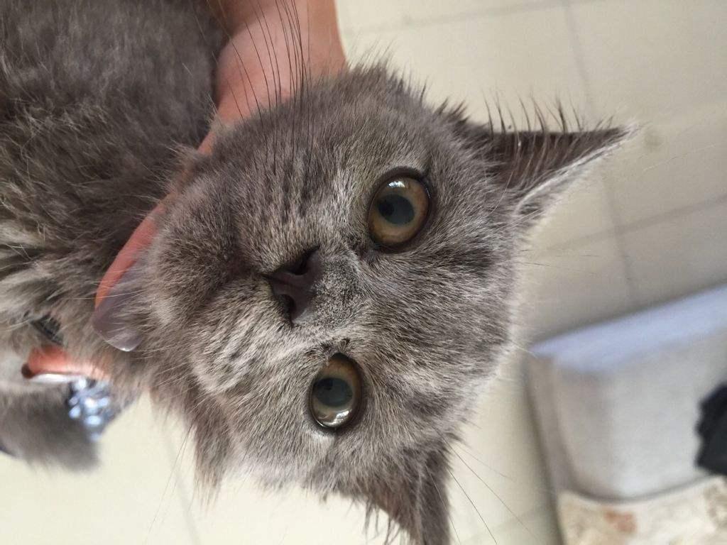 猫胡须的作用可大了, 谁那么无聊把猫胡须剪了, 路都不会走了