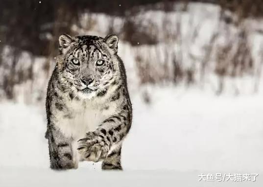 雪豹为何经常偷吃牧民的牛羊? 雪豹偷吃牛羊竟是件好事儿?