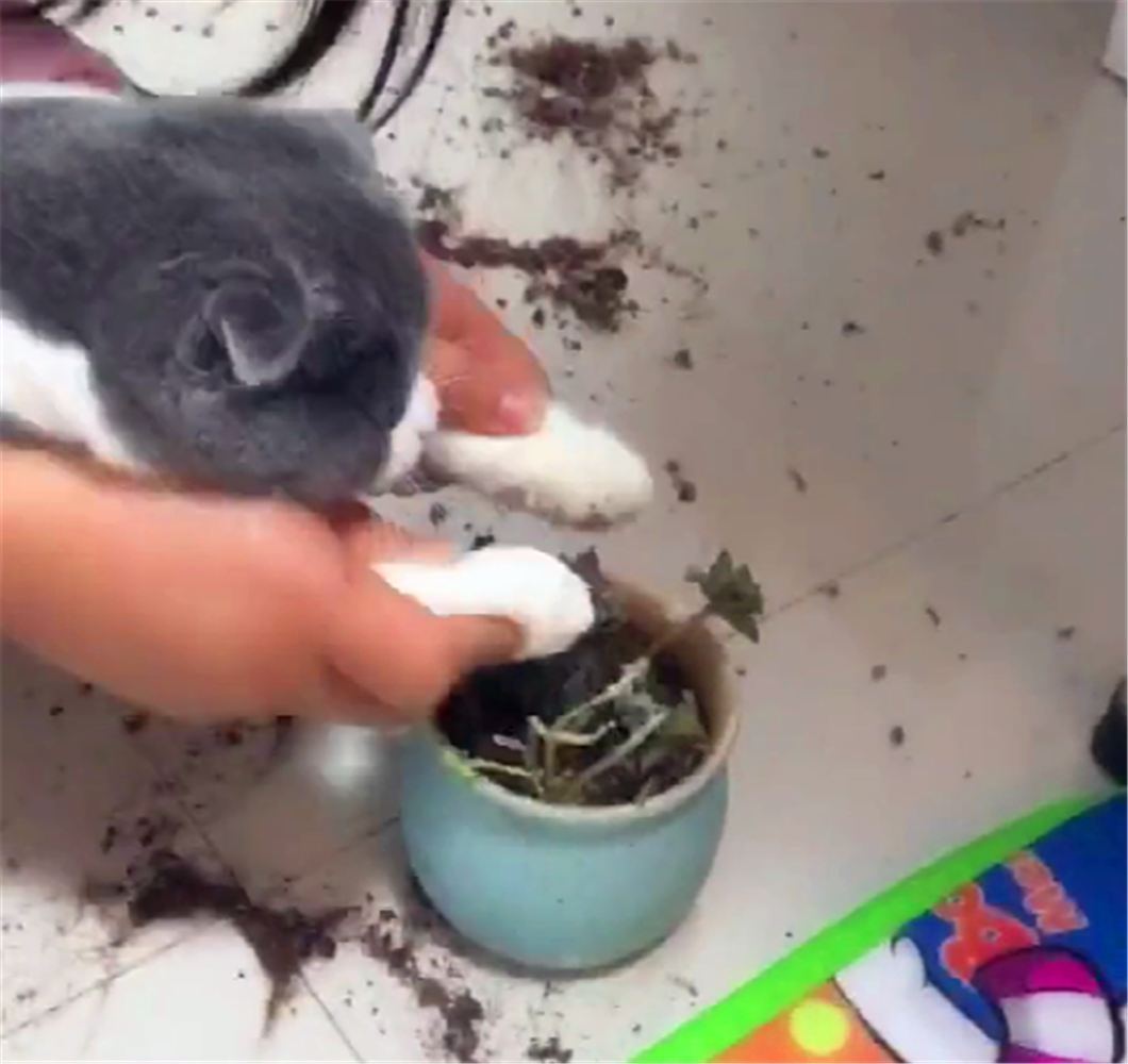 猫咪摔坏花盆, 主人想出惩罚妙招, 猫一脸生无可恋……