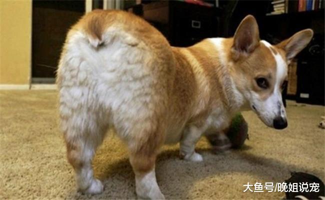 狗狗咬自己尾巴的5个原因, 不是闲的无聊, 就是尾巴上有东西