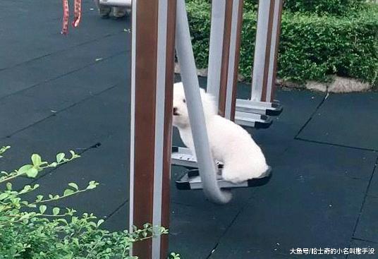 这狗是旁边大爷的, 每天准点来这里晃, 停下了就让大爷给它摇