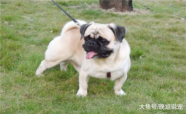 下面五种狗狗不适合有孩子的养, 博美在内, 第四种会把孩子当猎物