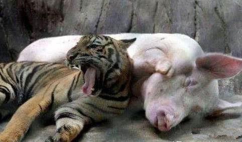 老虎从小被家猪养大, 最后它对家猪的态度, 让工作人员很感动