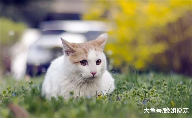 养猫后有五件事铲屎官没法做, 别不信, 看完就知道了