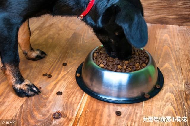 秋季养狗, 劝你不要犯这“5大误区”, 对狗狗不利!