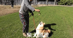 法院500元拍卖纯种柴犬, 15万人线上围观