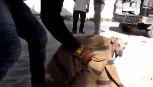 垃圾场捡到的流浪狗, 好心人悉心照顾, 网友: 狗上辈子拯救过地球