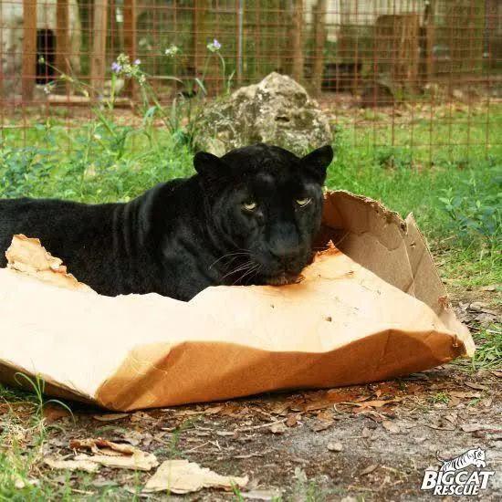 不管是多大多凶的猫, 都还是深爱着盒子的啊!