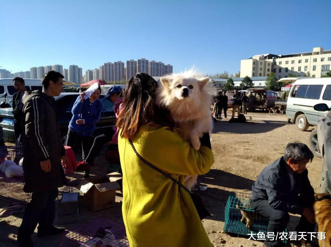 商贩低价处理最后一只博美犬, 买主不嫌脏爽快买走!