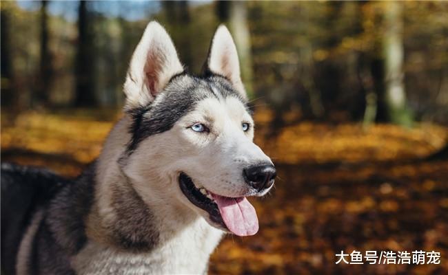我把金毛送回老家让爷爷照顾, 一年半后我去看望爷爷时, 我懵了
