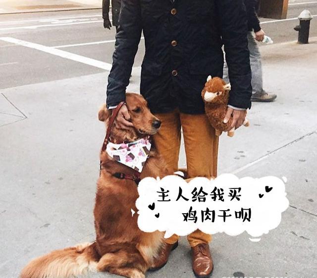 金毛犬真的好养吗? 不要被那些“谎言”骗了, 盘点它的5大缺点!