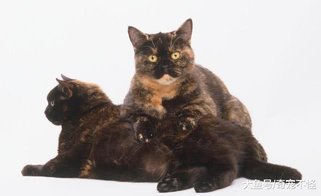 英短、蓝猫、渐层、虎斑到底要买什么猫? 你需要好好捋一捋