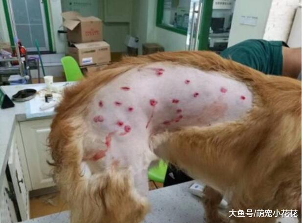 劝你不要这样养“金毛犬”, 不然它的寿命最少短5年!