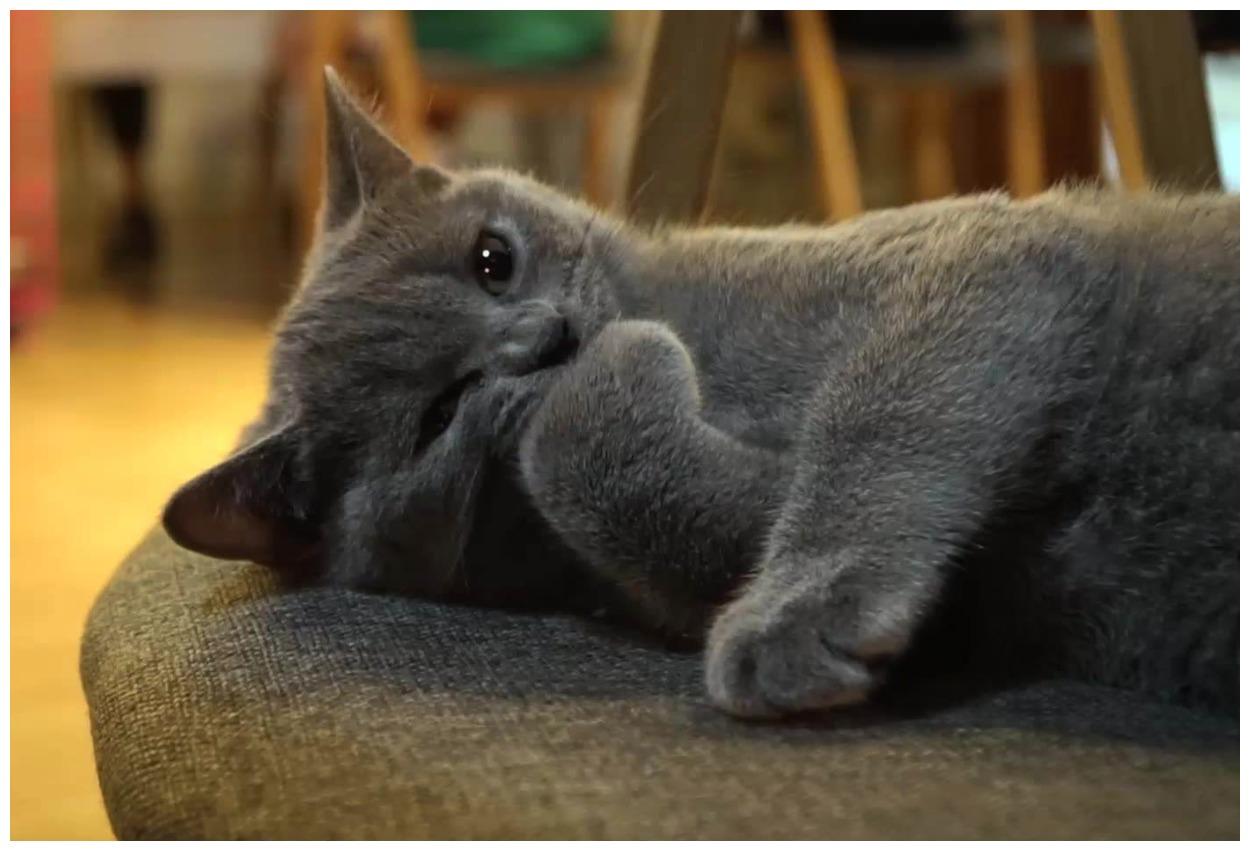 蓝猫偷偷亲吻女主人, 亲完之后还耍帅, 网友: 萌化老娘小心心