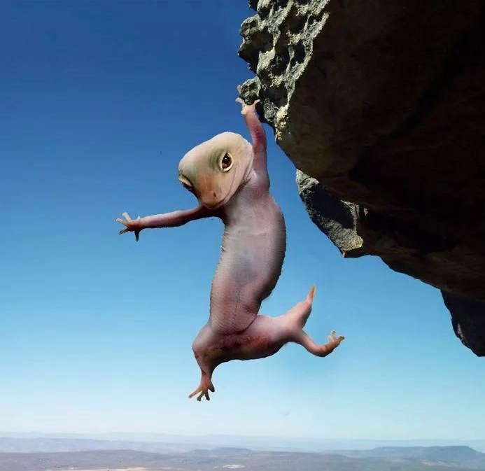 一只姿势风骚的壁虎, 引发了一场PS Battle