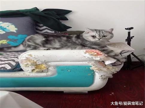 自从养了美短猫, 家里的沙发就没完整过, 网友: 这是二哈养大的喵