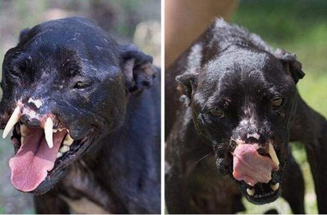 养狗的注意了, 千万别带这5类狗去宠物店, 容易被拒收哦