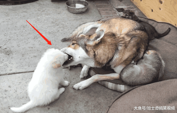 哈士奇跟狼犬生了孩子, 奶狗长得却像土狗, 狼犬: 不想管了