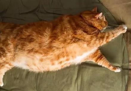 橘猫重达30斤, 送去爸妈家让他们帮忙减肥, 两个月后去接心在滴血