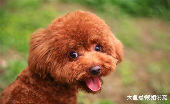 泰迪出现下面5种情况时, 这是它临终的表现, 宠主要注意