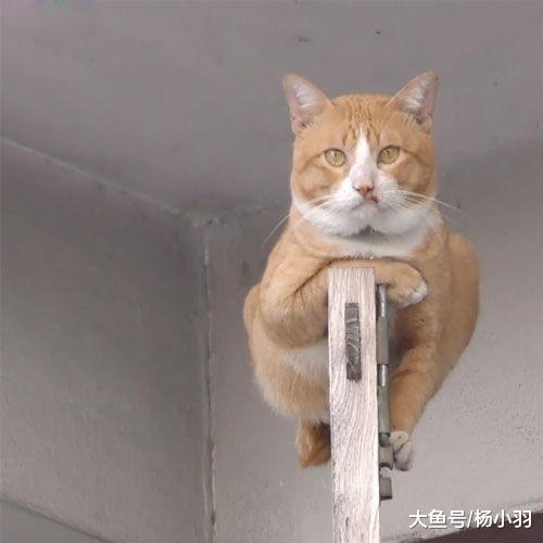 三只猫趴窗户等主人下班, 过往行人笑喷: 这么大阵仗怕奴才受不起