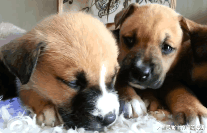 网友的二哈怀孕了, 朋友抢着预定, 生下孩子后都不要了