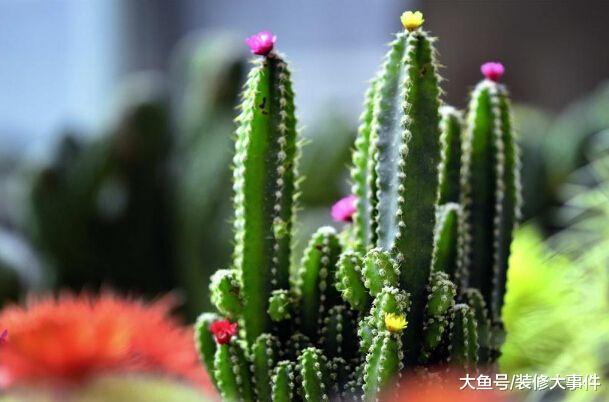 新房入住半年还有甲醛? 聪明人都懂得养这几种植物, 难怪身体健康