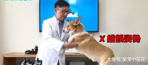 怎么抱狗狗才最舒服? 5个抱狗狗的禁忌, 很多人都在犯!