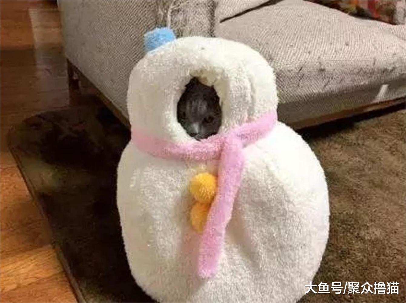 猫咪裹紧被子取暖, 真的保健就是别冻着自己, 比权健的火疗好多了