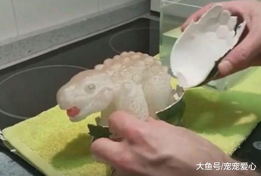 女子野外捡到一颗蓝色的蛋, 孵化出来后, 女子顿时乐坏了