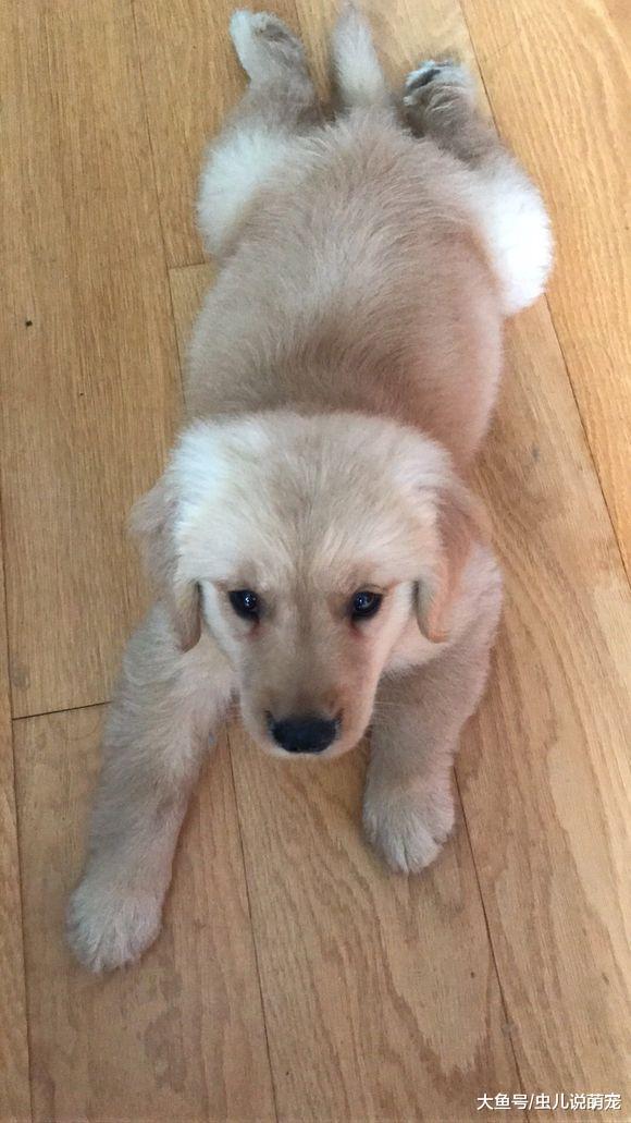 金毛长到了尴尬期, 网友嫌弃的说它几句, 金毛就闹脾气