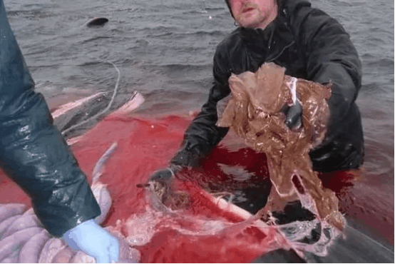 鲸鱼一心求死, 死后尸体被解剖, 肚子里80多个塑料袋让人又惊又怒