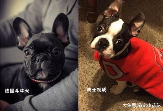 如何区分法国斗牛犬与波士顿梗, 很简单看这5点就行!