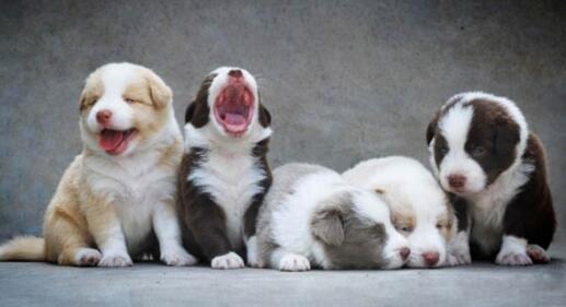 按季节给苏格兰牧羊犬挑选最佳食物