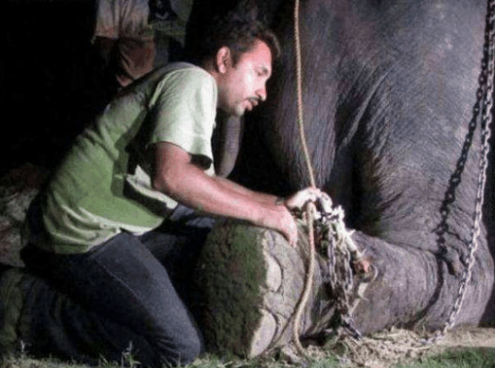 被囚禁虐待50年的大象, 路人实在不忍心, 开始一场营救行动