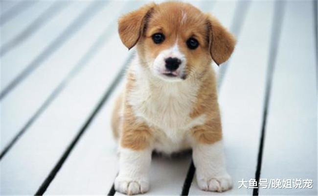 养狗后, 宠主需要戒掉5件事, 不然会伤害到狗狗