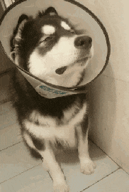 常见狗狗做出的这3个动作, 不是卖萌是求救! !