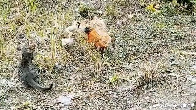 这只小猫的也太嚣张了, 当着母鸡的面偷袭小鸡, 这是吃鸡上瘾了?