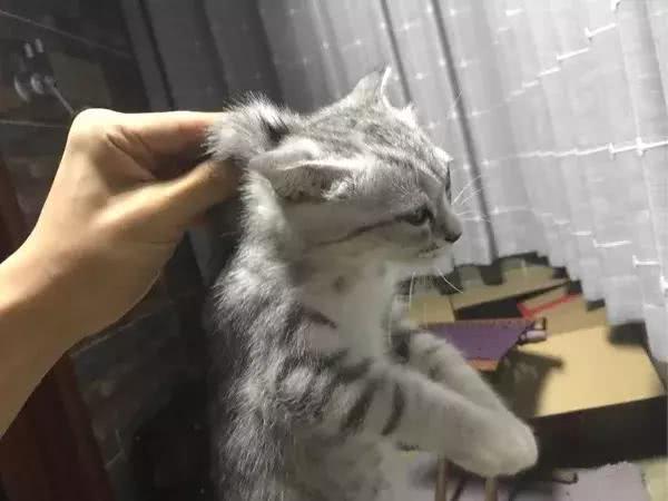 抱猫的三种正确姿势, 让撸猫更有技巧, 铲屎官免于被猫咪抓伤!