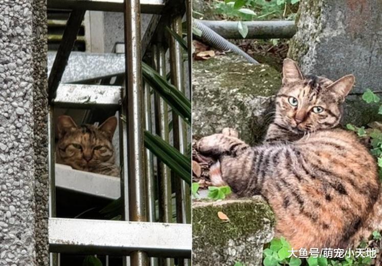 瘦浪猫被蜂螫成包子脸, 被网友救助后改运变傲娇肥猫