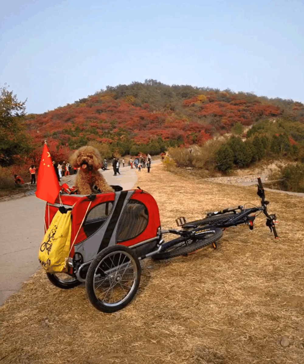 主人骑自行车带泰迪周游世界, 狗坐在车里探头看, 网友: 狗生圆满