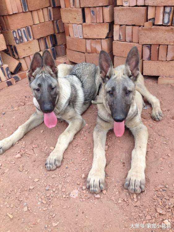 狼青犬的5大缺点, 网友: 就算想养也不敢养啊!