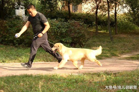 这可是一只纯种金毛, 网友每天出去遛, 羡慕金毛……