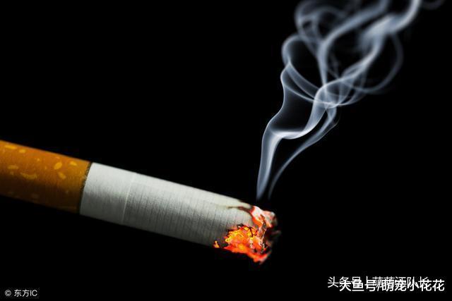 你可能不知道, 这5个做法, 其实是在谋杀你的柯基犬!