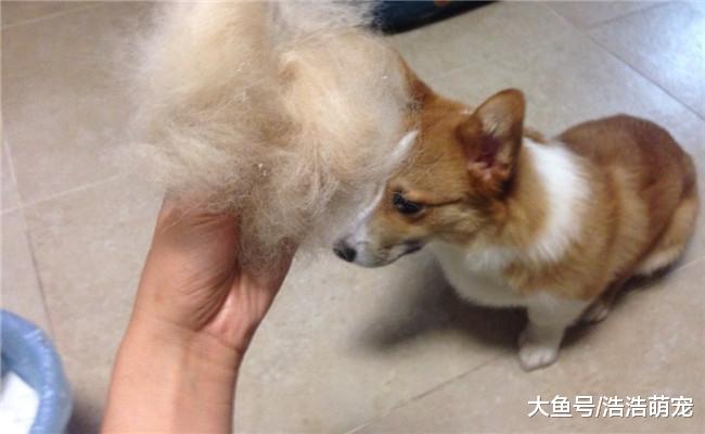 柯基有5大缺点, 想养柯基的了解下, 别养了就后悔