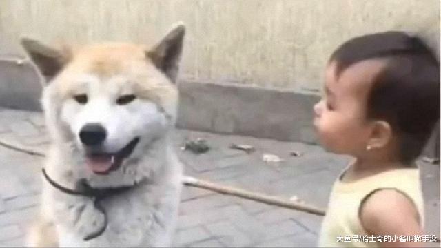 小主人很生气的教训小狗, 结果下一秒就张不开嘴了, 好聪明的狗