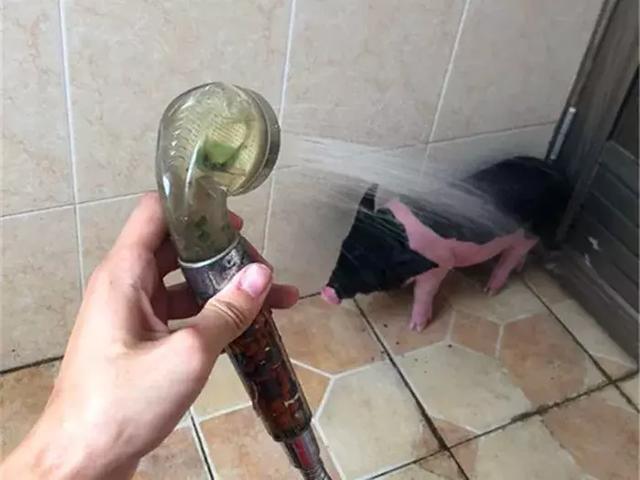 宠物猪被泰国小哥当女友, 同吃同住温馨相处, 主人每天搂着睡觉!
