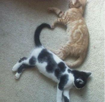 喵星人的花式笔芯, 你的圣诞礼物到了, 请查收!