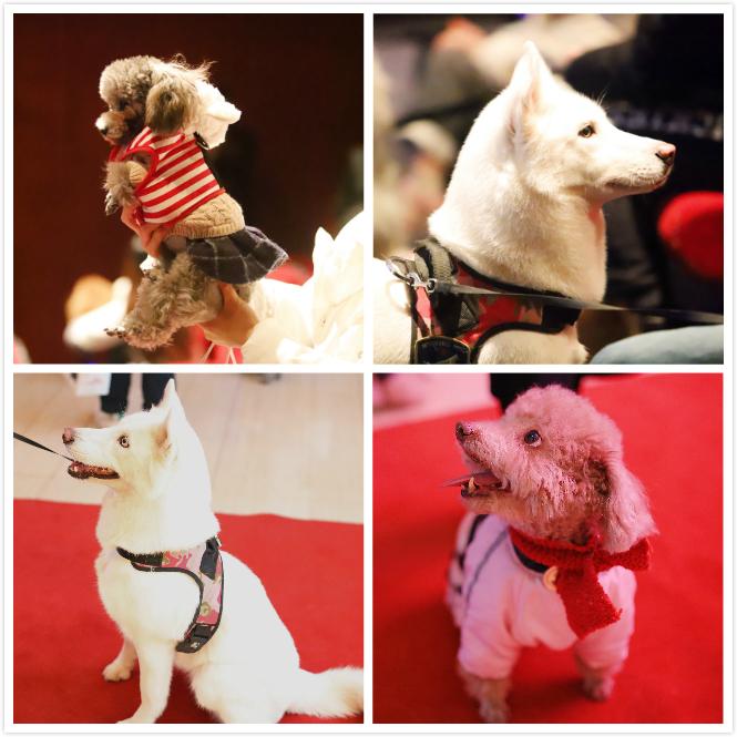 萌宠红毯秀! 带狗狗看电影活动在长沙举行